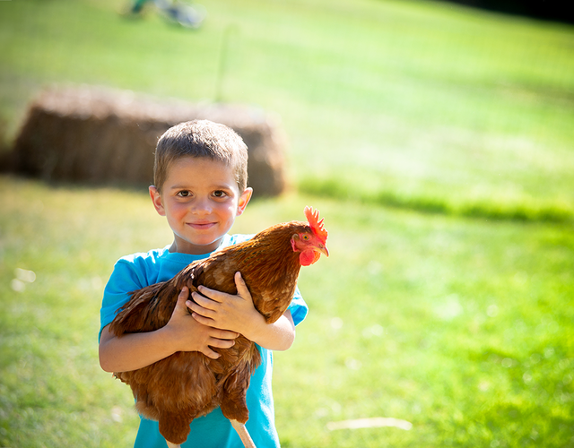 Wish kid Sawyer holding a chicken